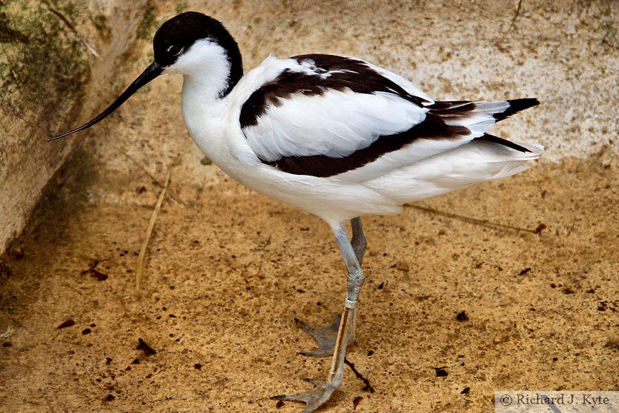 Pied Avocet, Cotswold Wildlife Park, Oxfordshire