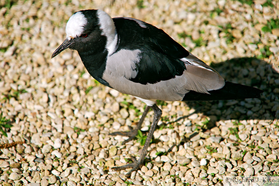 Blacksmiths Plover, Birdland Park and Gardens, Gloucestershire