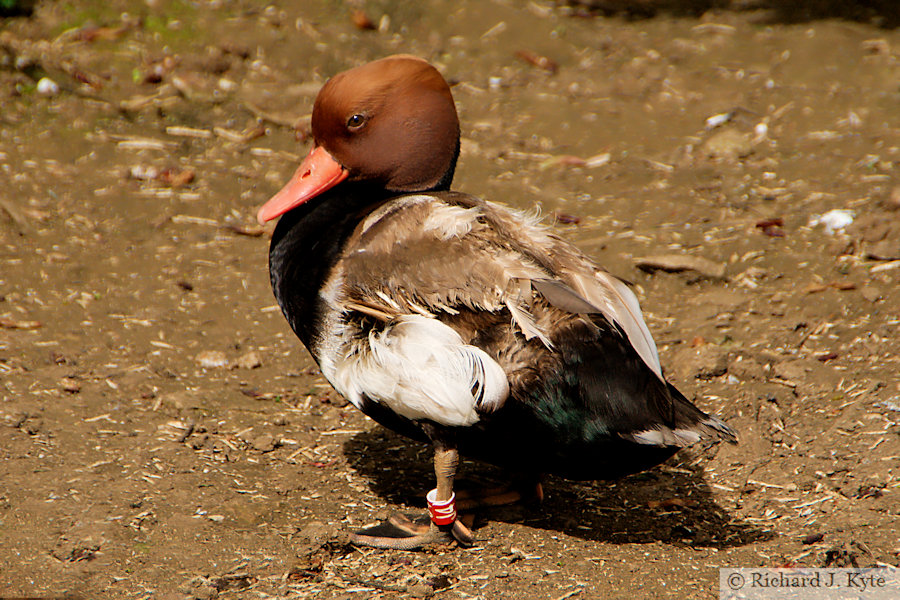 Pochard, Cotswold Wildlife Park, Oxfordshire