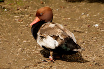 Click to see expanded image