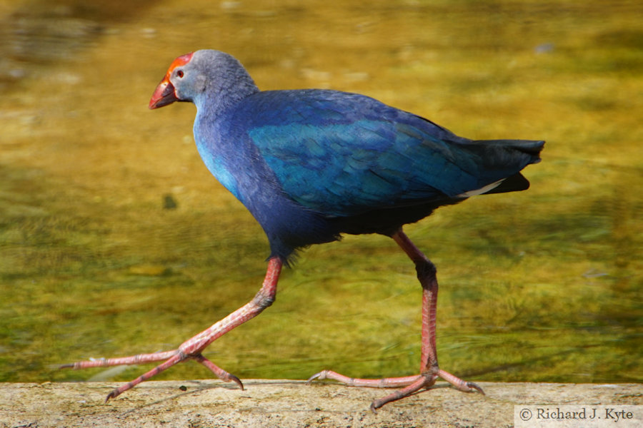 Purple Swanhen, Cotswold Wildlife Park, Oxfordshire
