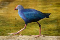 Click to see expanded image