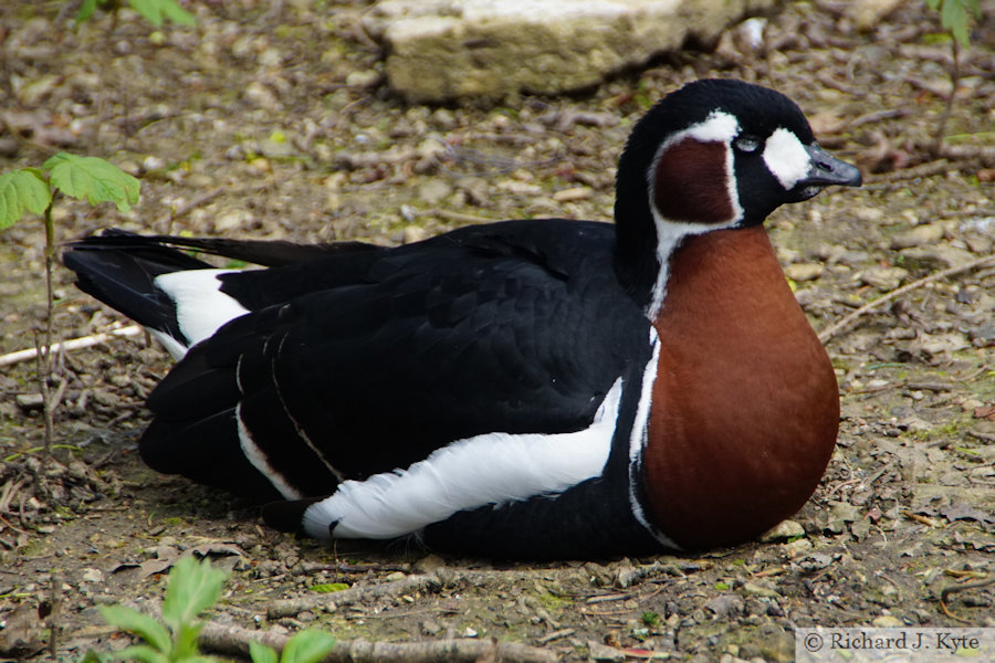 Red-breasted Goose, Cotswold Wildlife Park, Oxfordshire