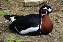 Click to see expanded image