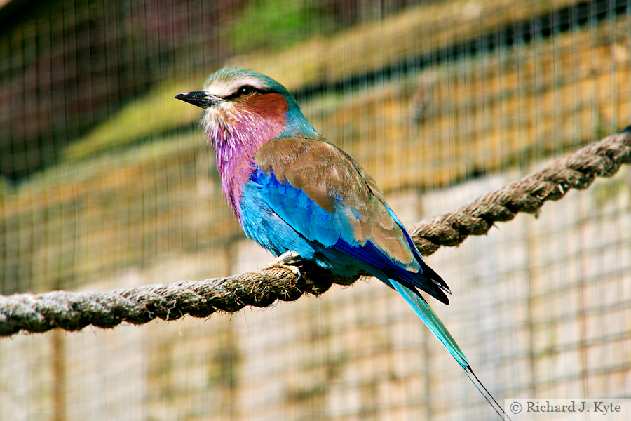 Lilac-Breasted Roller, Birdland Park and Gardens, Gloucestershire