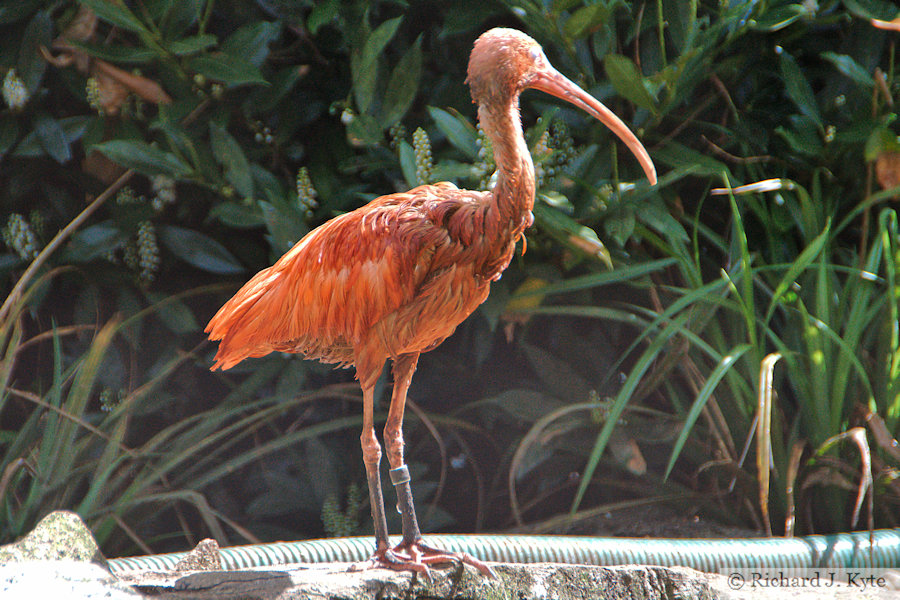 Scarlet Ibis, Cotswold Wildlife Park, Oxfordshire