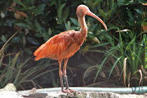 Click to see expanded image