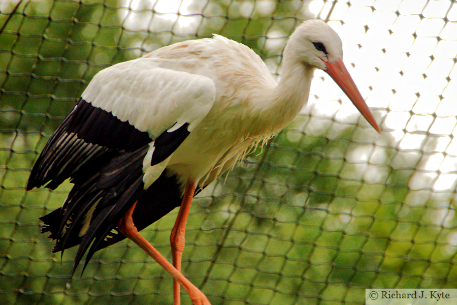 White Stork, Exmoor Zoo, Devon
