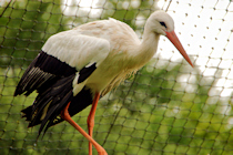 Click to see expanded image