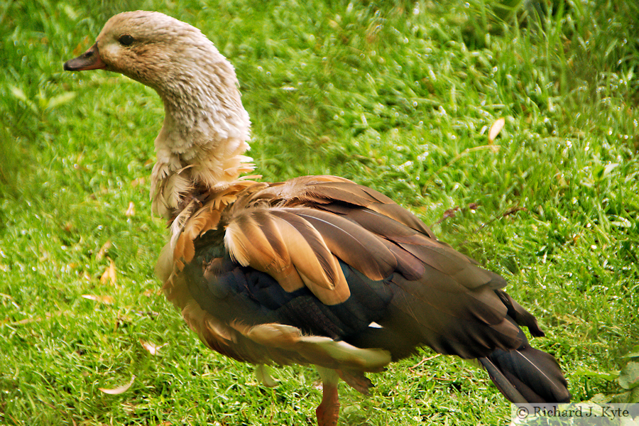 Chestnut Teal, Exmoor Zoo, Devon