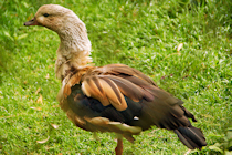 Click to see expanded image