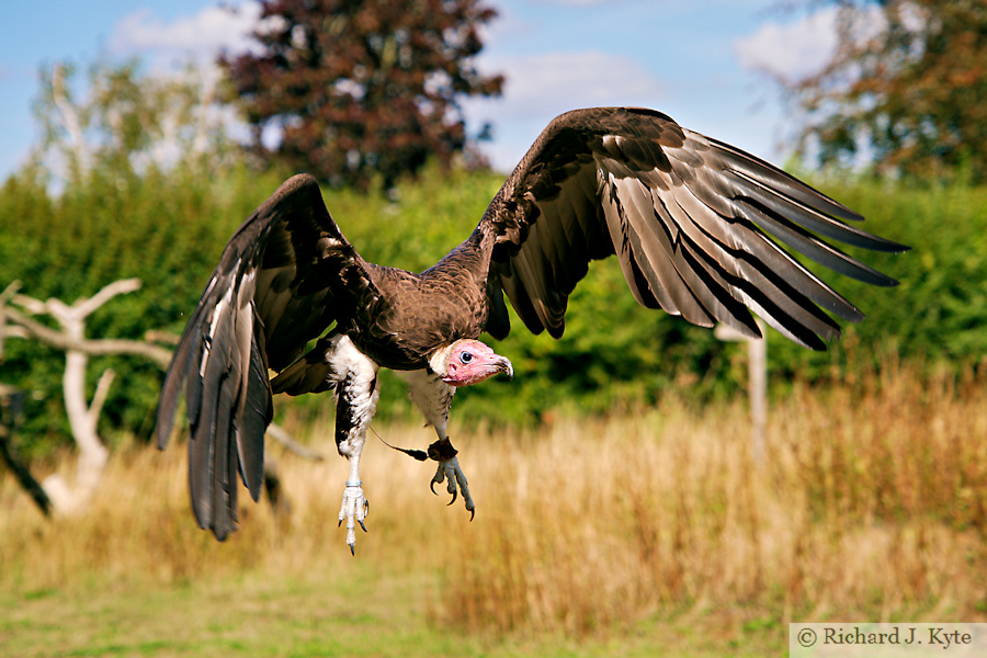Hooded Vulture, Suffolk Owl Sanctuary