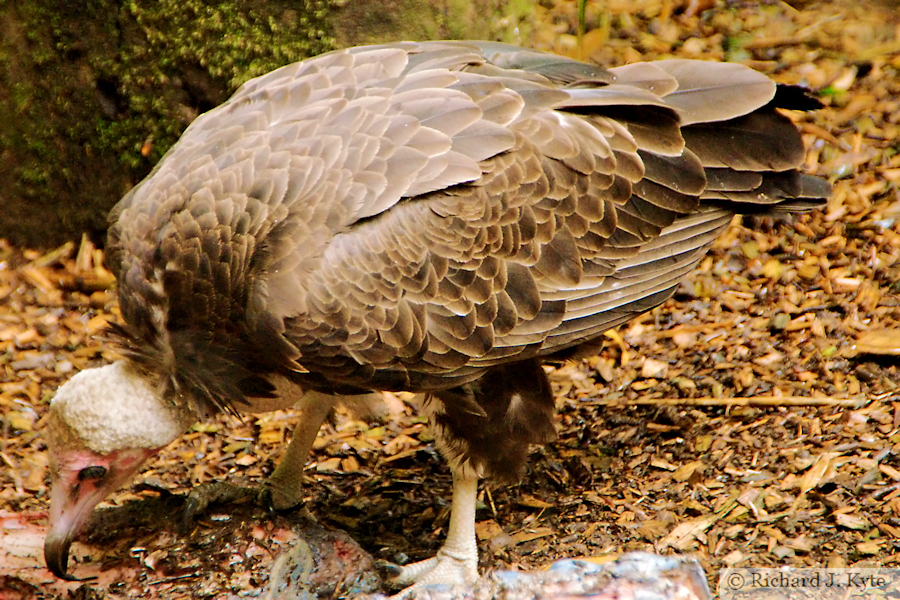 Hooded Vulture, Exmoor Zoo, Devon