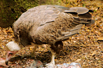 Click to see expanded image