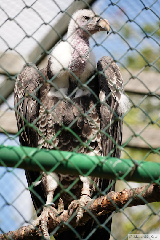 Rüppell's Griffon Vulture, Suffolk Owl Sanctuary