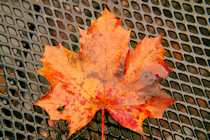 Click to see expanded image