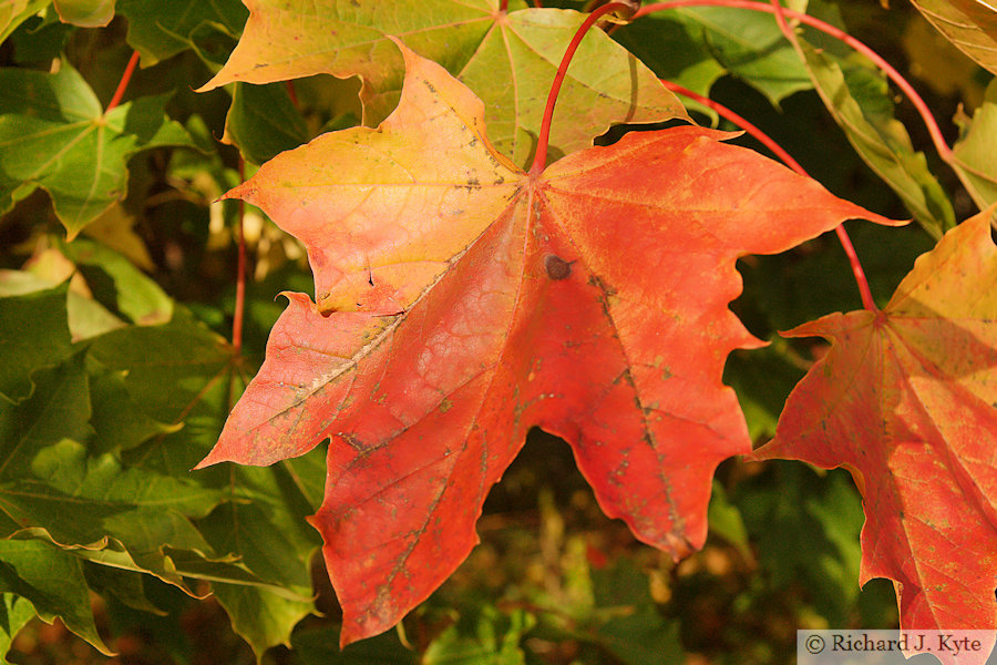 Autumn Leaf, "The Valley", Evesham, Worcestershire, 2024