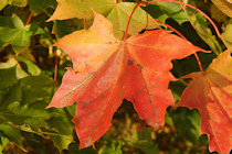 Click to see expanded image