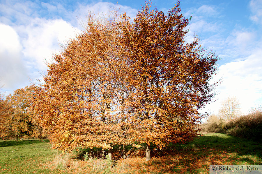 Autumn Tree, Temple Guiting, Gloucestershire
