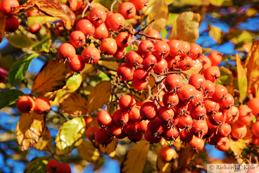 Autumn Berries, Waterside, Evesham, Worcestershire, 2025