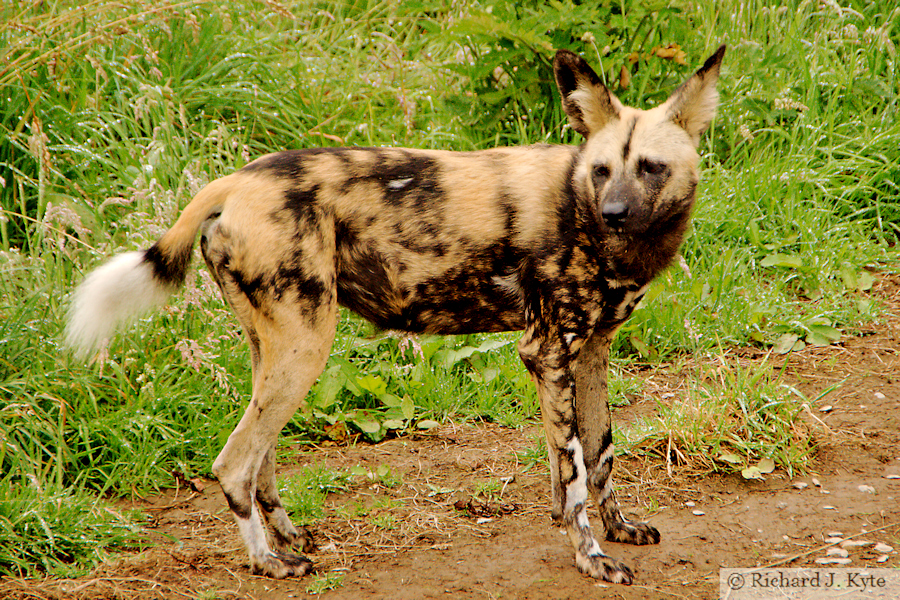 African Wild Dog, Exmoor Zoo, Devon