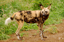 Click to see expanded image