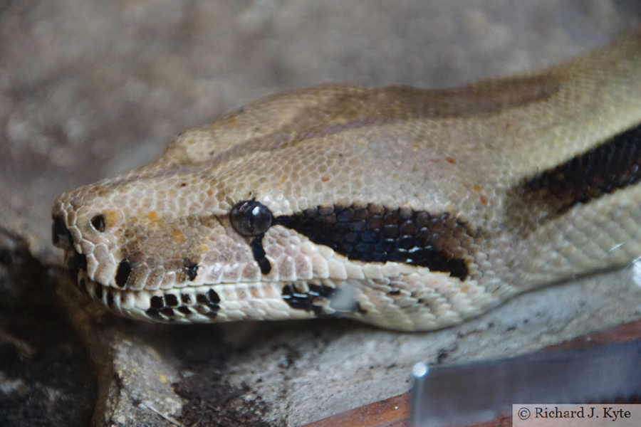 Boa Constrictor, Tropiquaria, Watchet, Somerset