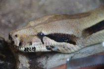 Click to see expanded image