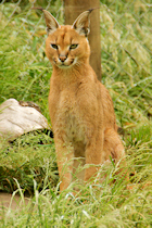 Click to see expanded image