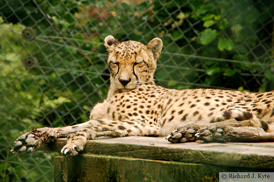 Cheetah, Exmoor Zoo, Devon