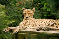 Click to see expanded image