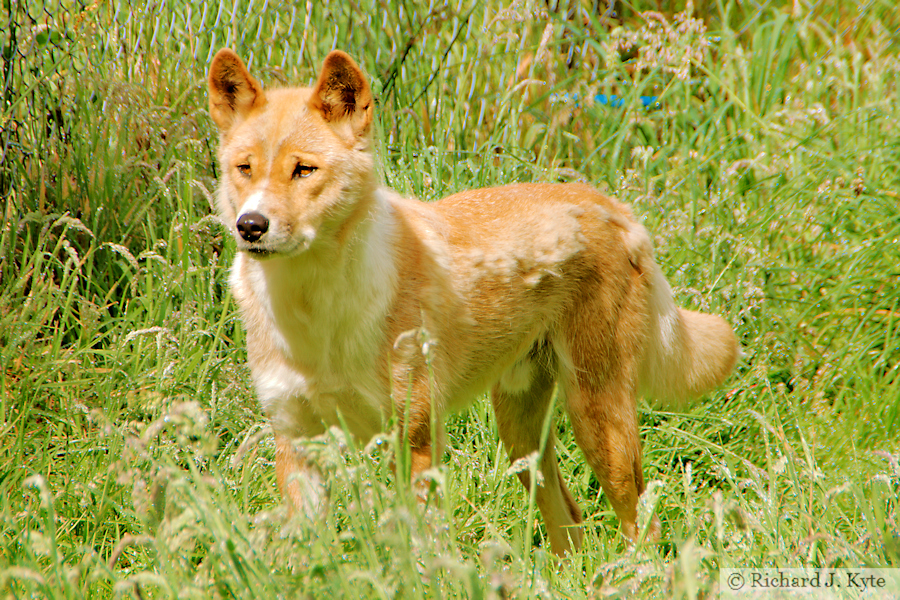 Dingo, Exmoor Zoo, Devon