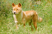 Click to see expanded image