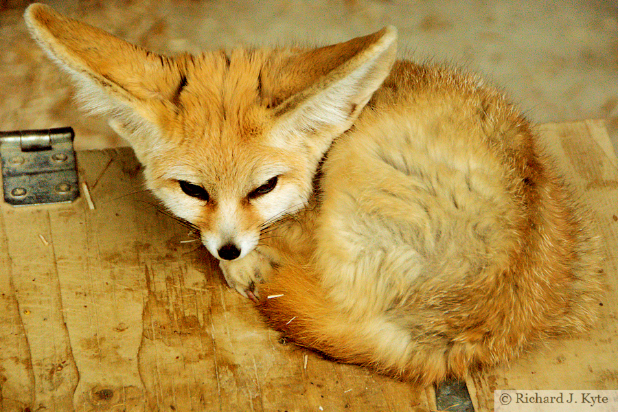 Fennic Fox, Exmoor Zoo, Devon