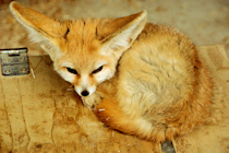 Click to see expanded image