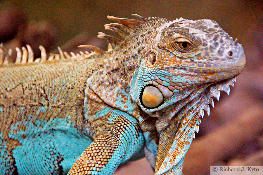 Green Iguana, Tropiquaria, Watchet, Somerset