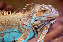 Click to see expanded image