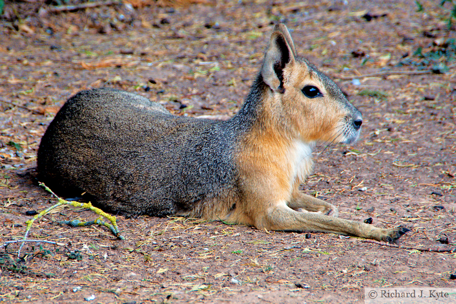 Mara, Tropiquaria, Watchet, Somerset