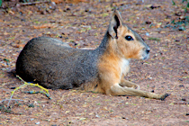 Click to see expanded image