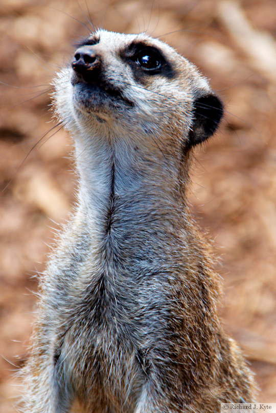 Meerkat, Tropiquaria, Watchet, Somerset 