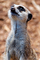 Click to see expanded image