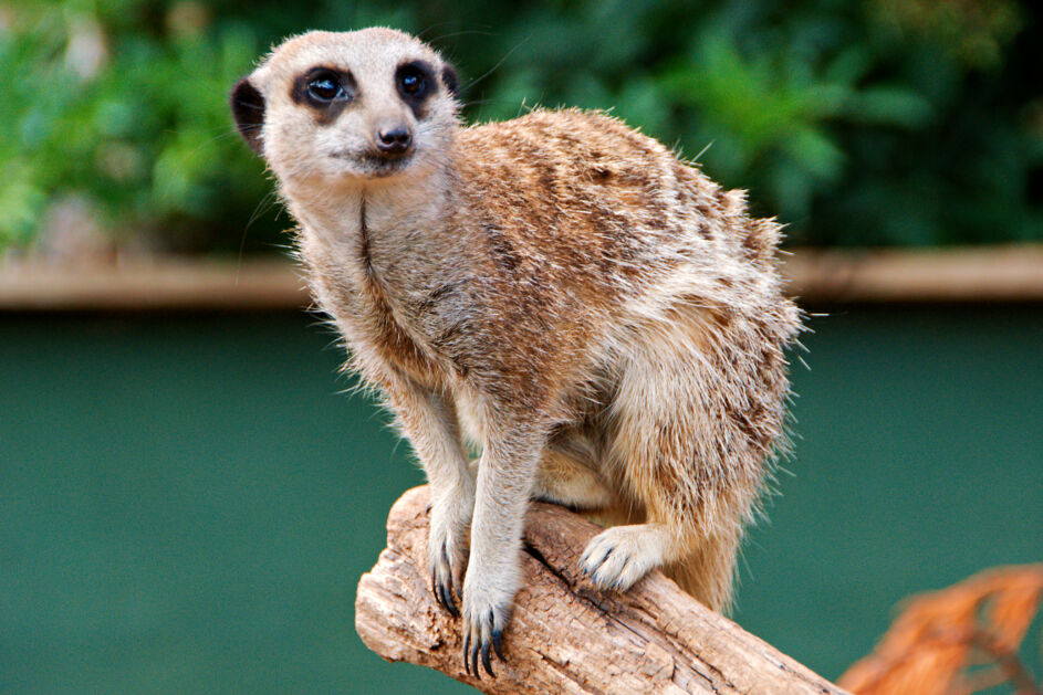 Meerkat, Tropiquaria, Watchet, Somerset