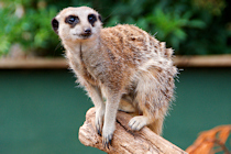 Click to see expanded image