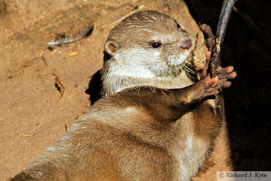 Asian Short-Clawed Otter, Tropiquaria, Watchet, Somerset