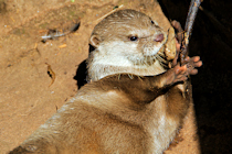 Click to see expanded image