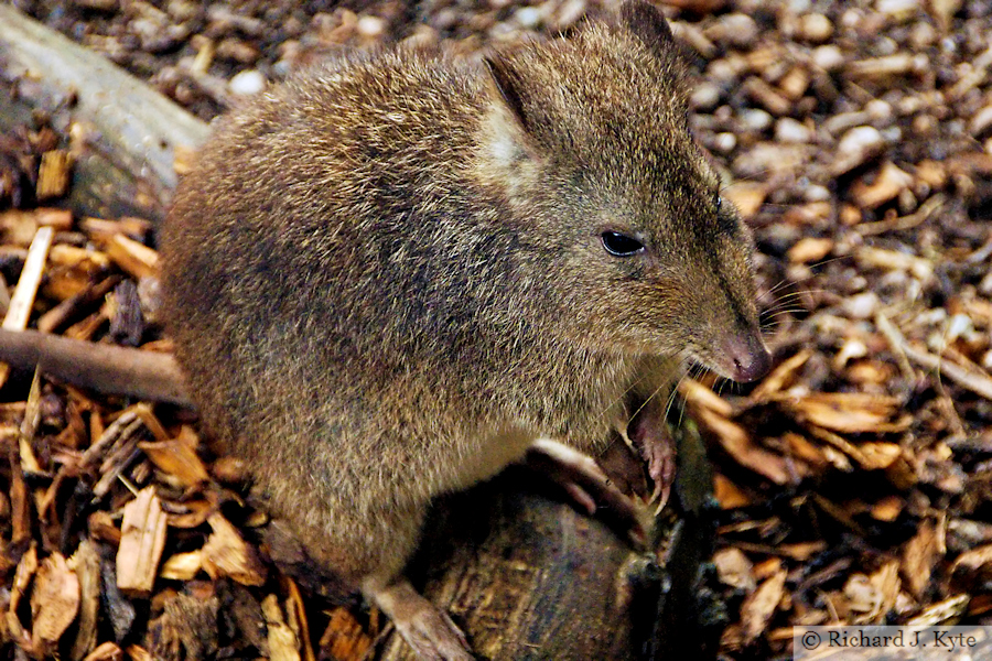 Long-nosed Potoroo, Exmoor Zoo, Devon