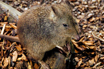 Click to see expanded image