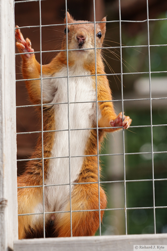 Red Squirrel, Suffolk Owl Sanctuary