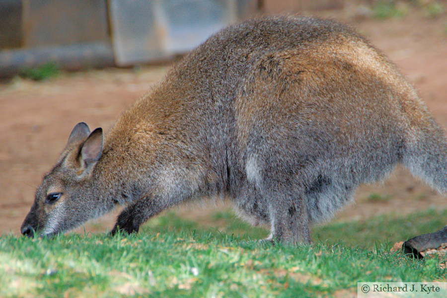 Red-necked Wallaby, Tropiquaria, Watchet, Somerset