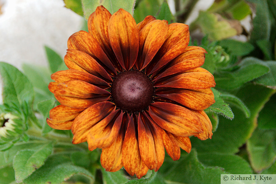Black-eyed Susan, Dorset
